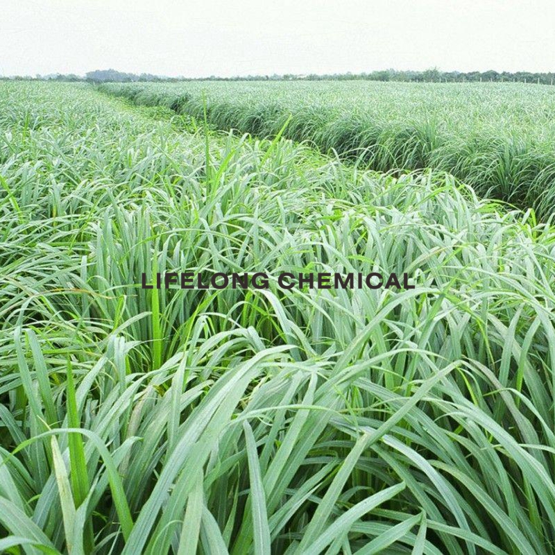 Citronella Oil