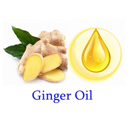 Ginger Oil