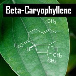 Beta-Caryophyllene