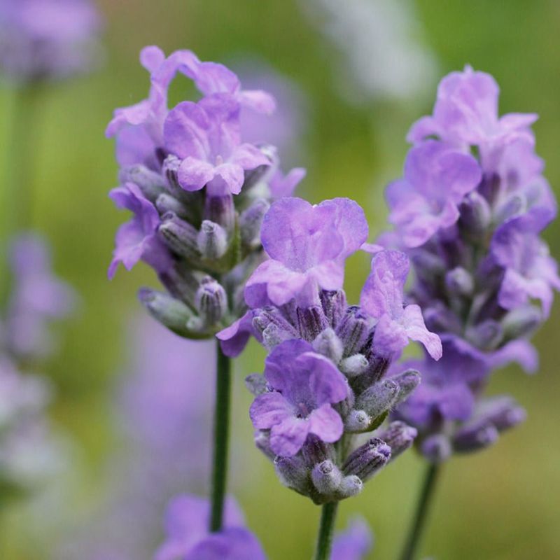 Clary Sage oil