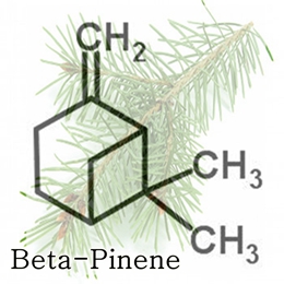 Beta Pinene