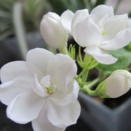 Jasmine Concrete 