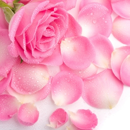 Rose essential oil