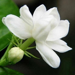 Jasmine Essential Oil