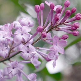 Clove oil