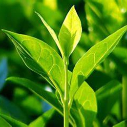Tea tree oil