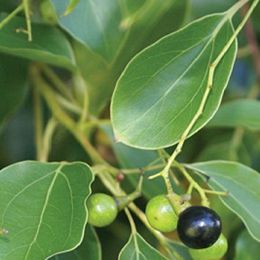 Ho leaf oil