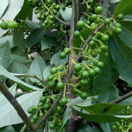 Litsea Cubeba Oil