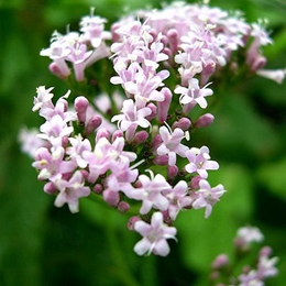 Valerian root oil