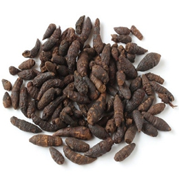 Cyperus Oil