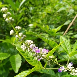 Vitex Oil