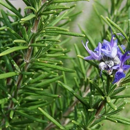 Rosemary Oil