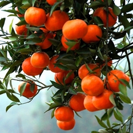 Tangerine Oil